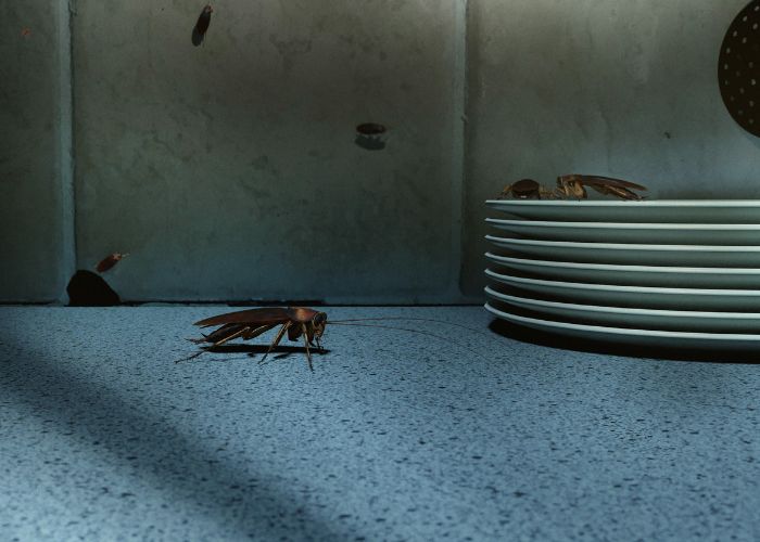 Cockroaches