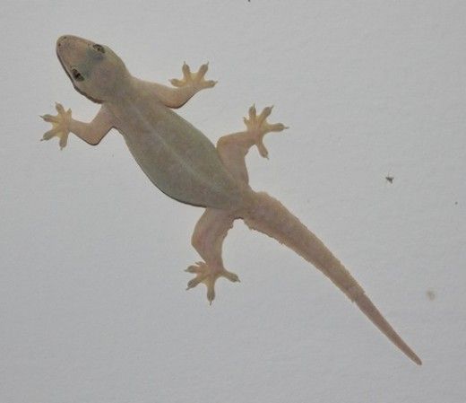 Lizards